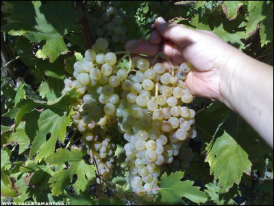 22092016uva2.jpg (233.67 KiB) Osservato 606 volte 22092016uva2.jpg