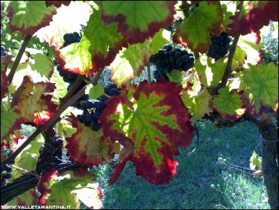 23092016uva3.jpg (318.88 KiB) Osservato 606 volte 23092016uva3.jpg