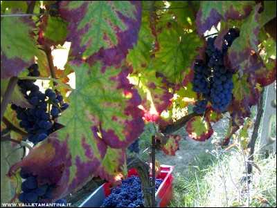 23092016uva4.jpg (287.95 KiB) Osservato 606 volte 23092016uva4.jpg