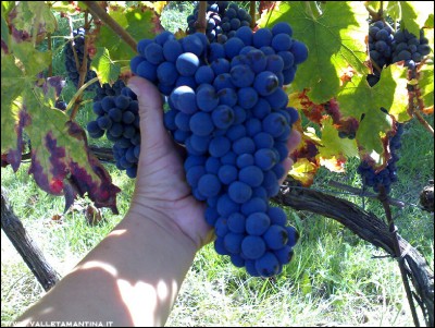 23092016uva5.jpg (328.65 KiB) Osservato 603 volte 23092016uva5.jpg