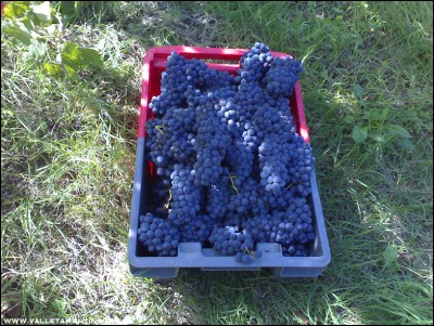 23092016uva6.jpg (381.1 KiB) Osservato 603 volte 23092016uva6.jpg