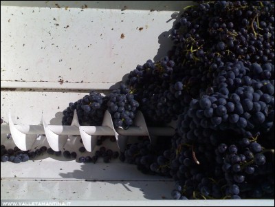 23092016uva7.jpg (165.03 KiB) Osservato 603 volte 23092016uva7.jpg