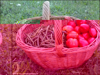 23092016raccolto.jpg (324.78 KiB) Osservato 603 volte 23092016raccolto.jpg