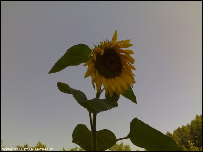 30072016girasole.jpg (107.63 KiB) Osservato 603 volte 30072016girasole.jpg