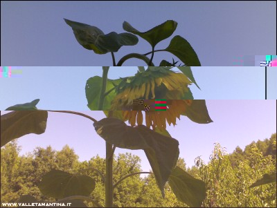 04082016girasole.jpg (178.17 KiB) Osservato 603 volte 04082016girasole.jpg