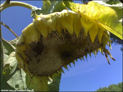 08092016girasole-mammuth.jpg (185.23 KiB) Osservato 603 volte 08092016girasole-mammuth.jpg