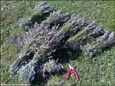 27092016lavanda2.jpg (395.52 KiB) Osservato 563 volte 27092016lavanda2.jpg