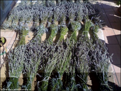 27092016lavanda3.jpg (394.09 KiB) Osservato 563 volte 27092016lavanda3.jpg