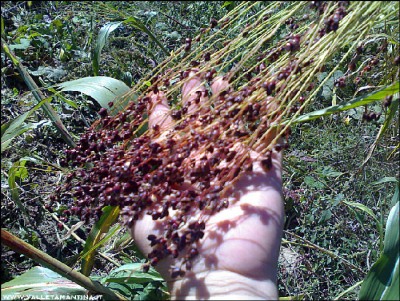 25092016saggina.jpg (393.04 KiB) Osservato 561 volte 25092016saggina.jpg