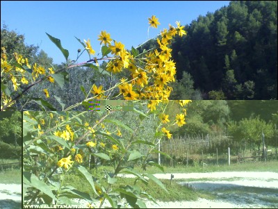 27092016topinambur.jpg (303.73 KiB) Osservato 560 volte 27092016topinambur.jpg