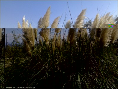 27092016erba-pampas.jpg (281.64 KiB) Osservato 560 volte 27092016erba-pampas.jpg