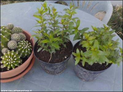 24092016mirto.jpg (208.7 KiB) Osservato 560 volte 24092016mirto.jpg