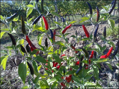 29092016goats-weed.jpg (390.16 KiB) Osservato 706 volte 29092016goats-weed.jpg