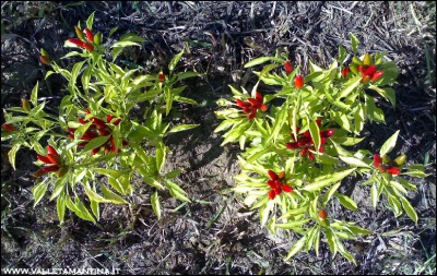29092016peperoncini-di-soverato.jpg (365.41 KiB) Osservato 706 volte 29092016peperoncini-di-soverato.jpg