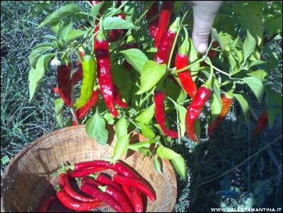 29092016fish-peppers.jpg (335.31 KiB) Osservato 706 volte 29092016fish-peppers.jpg
