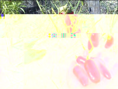 29092016peperoncini-jalapeno.jpg (329.59 KiB) Osservato 706 volte 29092016peperoncini-jalapeno.jpg