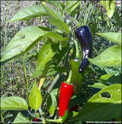 29092016peppers-noname.jpg (271.57 KiB) Osservato 704 volte 29092016peppers-noname.jpg