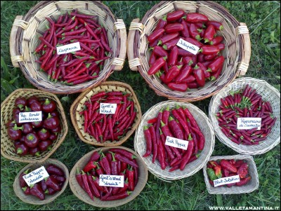 peperoncini-2016.jpg (358.74 KiB) Osservato 704 volte peperoncini-2016.jpg