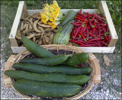 29092016raccolto.jpg (263.97 KiB) Osservato 704 volte 29092016raccolto.jpg