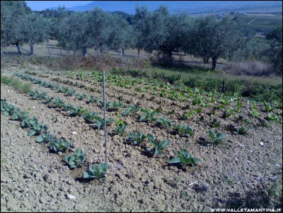 29092016cavoli-finocchi-radicchi.jpg (384.86 KiB) Osservato 703 volte 29092016cavoli-finocchi-radicchi.jpg