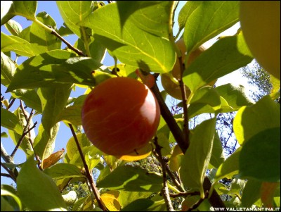 29092016kaki.jpg (241.85 KiB) Osservato 703 volte 29092016kaki.jpg