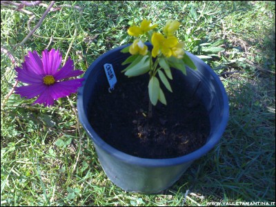 29092016cassia.jpg (359.24 KiB) Osservato 703 volte 29092016cassia.jpg