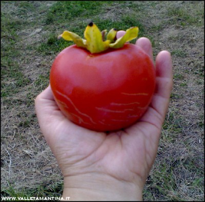 01102016kaki.jpg (150.21 KiB) Osservato 620 volte 01102016kaki.jpg