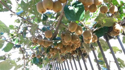 299.jpg (117.56 KiB) Osservato 539 volte 299.jpg