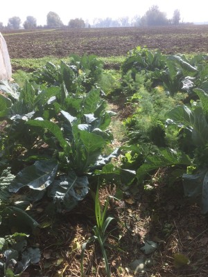 17.10.2016 015.JPG (269.91 KiB) Osservato 679 volte 17.10.2016 015.JPG