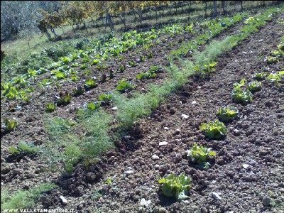 05102016orto-invernale.jpg (397.23 KiB) Osservato 536 volte 05102016orto-invernale.jpg