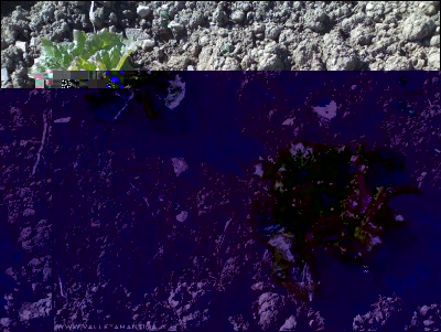 05102016canasta.jpg (390.73 KiB) Osservato 536 volte 05102016canasta.jpg