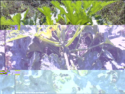 05102016zucchine.jpg (398.85 KiB) Osservato 536 volte 05102016zucchine.jpg