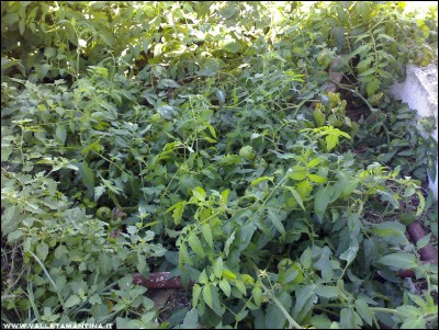 05102016pomodoro.jpg (332.23 KiB) Osservato 787 volte 05102016pomodoro.jpg