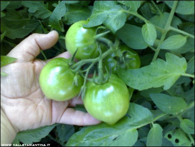 05102016pomodoro2.jpg (171.07 KiB) Osservato 787 volte 05102016pomodoro2.jpg