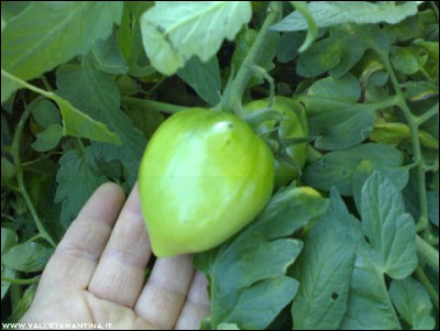 05102016pomodoro3.jpg (150.88 KiB) Osservato 787 volte 05102016pomodoro3.jpg