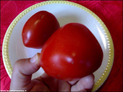 10102016pomodori4.jpg (199.4 KiB) Osservato 787 volte 10102016pomodori4.jpg
