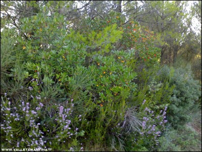 03102016fiori-bosco.jpg (349.05 KiB) Osservato 787 volte 03102016fiori-bosco.jpg