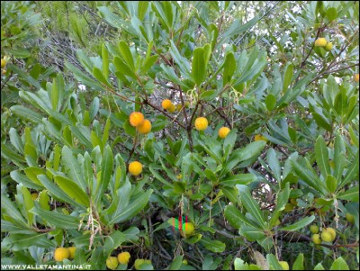 03102016corbezzolo3.jpg (348.18 KiB) Osservato 787 volte 03102016corbezzolo3.jpg