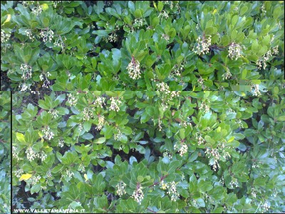 03102016corbezzolo2.jpg (376.86 KiB) Osservato 787 volte 03102016corbezzolo2.jpg