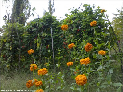 08102016zinnie-fagioli.jpg (284.79 KiB) Osservato 787 volte 08102016zinnie-fagioli.jpg