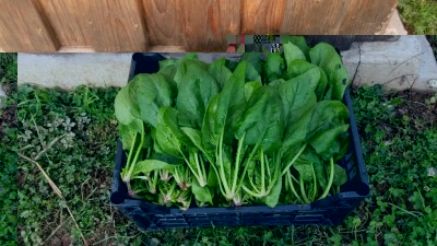 310.jpg (123.25 KiB) Osservato 678 volte 310.jpg