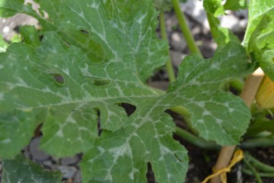 Zucchini 3.JPG (68.79 KiB) Osservato 657 volte Zucchini 3.JPG