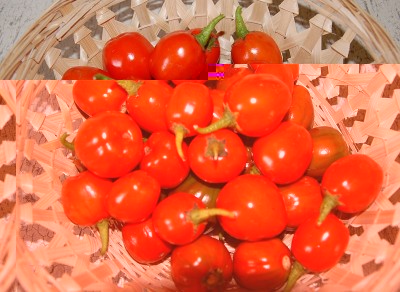 365.JPG (204.45 KiB) Osservato 774 volte 365.JPG