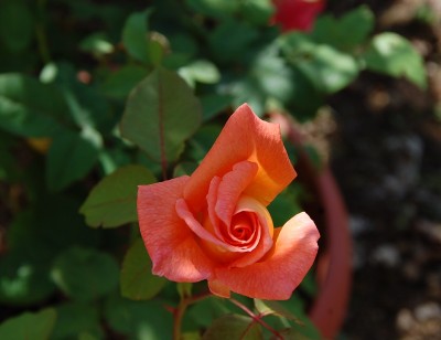 368.JPG (119.85 KiB) Osservato 774 volte 368.JPG