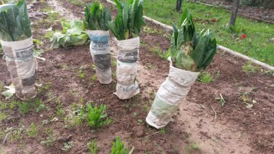 316.jpg (147.73 KiB) Osservato 698 volte 316.jpg