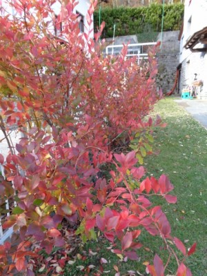 019 (480x640).jpg (289.29 KiB) Osservato 752 volte 019 (480x640).jpg