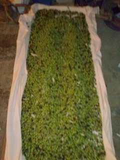 CAM02605 (FILEminimizer).jpg CAM02605 (FILEminimizer).jpg