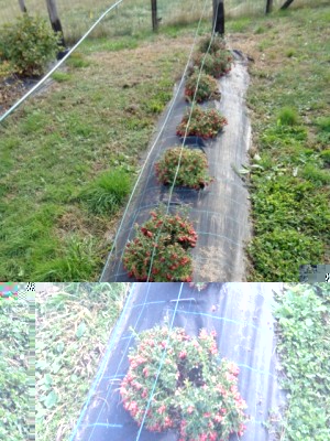 068 (480x640).jpg (301.14 KiB) Osservato 933 volte 068 (480x640).jpg