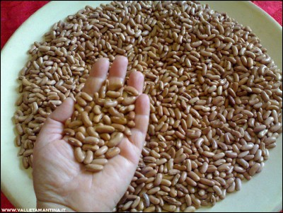 10102016fagioli.jpg (313.46 KiB) Osservato 606 volte 10102016fagioli.jpg