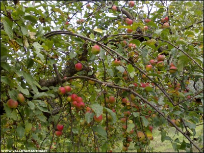 13102016mele.jpg (357.11 KiB) Osservato 606 volte 13102016mele.jpg